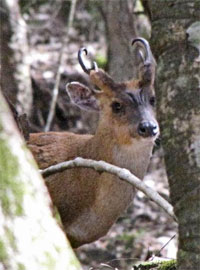 barking deer